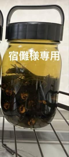 オオスズメバチ酒漬けのサムネイル