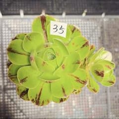 35#多肉植物アエオニウム錦❤️グリ一ンファイア一錦❤️碧火❤2頭12cm