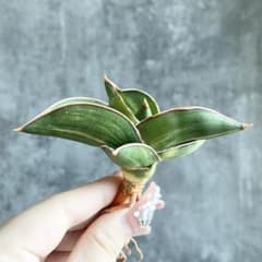 S11624☆オークション販売☆ サンスベリア サムライドワーフ 極上