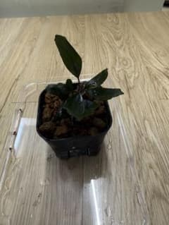 Bucephalandra sp. Sewawai 1 山水苑タグ付きのサムネイル