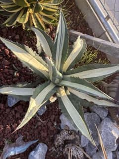 アガベ 華厳 子株のサムネイル