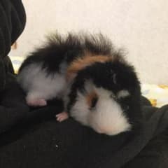羊毛フェルト♡さっちょん様確認用♡のサムネイル