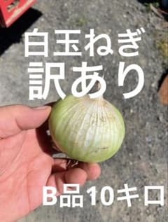 北海道白玉ねぎ訳ありB品10キロのサムネイル