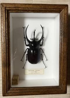 コーカサスオオカブト 標本 ジャワ島産 額入りのサムネイル
