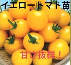 甘さ抜群！イエロートマト苗 1株 - メルカリ
