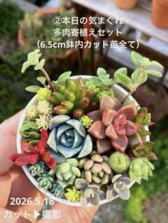 多肉植物　カット苗　気まぐれセット masa2311‼️ 多肉植物 torepe厳選めちゃ可愛い子ちゃん7品種苗set 個数限定販売 フラワー・ガーデニング