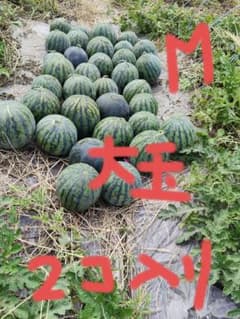 尾花沢すいか 山形県産 大玉2玉入りのサムネイル