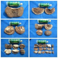 サルノコシカケ 猿の腰掛け 31個 2．8kg - メルカリ