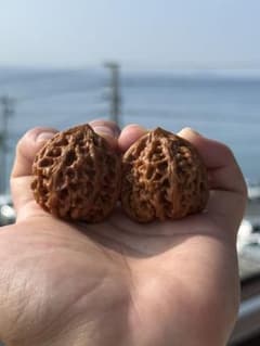 文玩核桃 太行龍紋 超極美品　2個セットのサムネイル