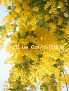 RAN/Ｂlue Gravity様　専用のサムネイル