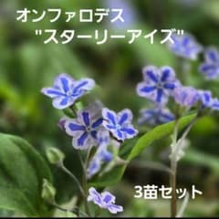 犬*ま様 オンファロデス スターリーアイズ 3苗 犬*ま様 オンファロデス スターリーアイズ 3苗 - メルカリ