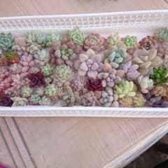 多肉植物✿ 超チビチビカット苗 ✂ 詰め合わせのサムネイル