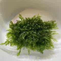 ボルビティスの塊 無農薬のサムネイル