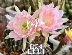 e*i様 39-緑姫 新品種 花サボテン ロビビア属 複色咲き 群開花 カキコ