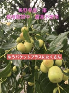 長野県産　生ナツメのサムネイル