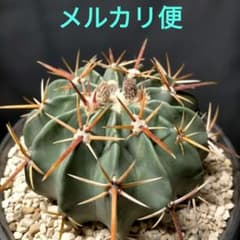 ホマロケファラ 綾波 6号鉢 フェロカクタス ギムノカリキウム エキノカクタス ホマロケファラ 綾波 6号鉢 フェロカクタス ギムノカリキウム エキノ