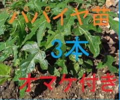 パパイヤ苗　お徳用でオマケ付き②のサムネイル
