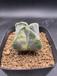 アストロフィツム　四角ランポー玉錦　サボテン　国内繁殖品　実生のサムネイル