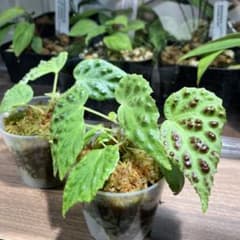 Begonia dracopelta [ ベゴニア・ドラコペルタ ] 2株セットのサムネイル