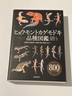 ヒョウモントカゲモドキ品種図鑑 - メルカリ