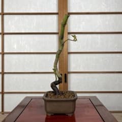 欅(けやき)】 盆栽 素材 / 太幹◎|mercariメルカリ官方指定廠商|Bibian