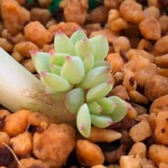 多肉植物 おまけ付き!!  美苗 プリズム(双頭) 葉挿しのサムネイル