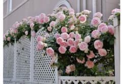 品種不明薔薇　挿し木苗25のサムネイル