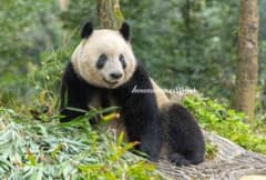 シャンシャン写真 A4サイズ 1枚のサムネイル