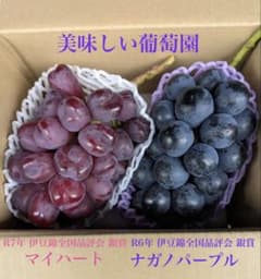 朝採れ 贈答品質 マイハート、ナガノパープル （1kg以上）美味しい葡萄