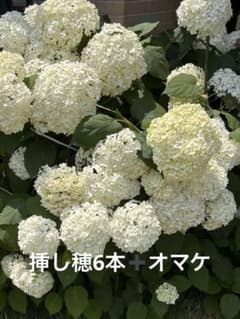 アナベル アジサイ 挿し穂6本 - メルカリ