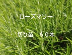 ローズマリー　切り苗　６０本のサムネイル