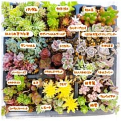 多肉植物セダム他　カット苗セット　30品種以上100カット以上　 ちまちま セダム 多肉植物 30種類以上 カット苗 セット 小* 送料込み アート