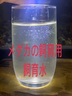 メダカの飼育用　飼育水＊期間限定の増量中＊のサムネイル