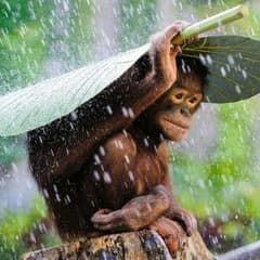 3個の苺さま専用のサムネイル