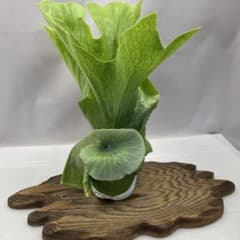 Q439 ビカクシダ・ワンダエ（Platycerium wandae） - メルカリ