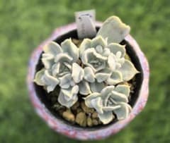 230.スリラーパール 3頭 抜き苗 多肉植物 - メルカリ