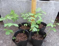 カレーリーフ実生苗約９～１３㎝１ポット２本 農薬不使用のサムネイル