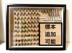 国産甲虫セット 志賀昆虫 中型ドイツ箱 週末値下げ 国産甲虫セット 志賀昆虫 中型ドイツ箱 週末値下げ - メルカリ