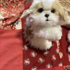 犬のぬいぐるみ ハンドメイド 作家ぬいぐるみ リアル犬 シーズー犬