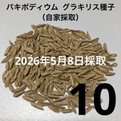 パキポディウム グラキリス種子X2 - メルカリ