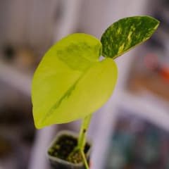 Monstera Yellow Marilyn｜モンステラ イエロー マリリン - メルカリ