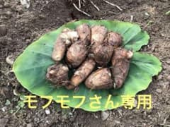 山形県産 里芋　2.2キロ(箱込み)のサムネイル