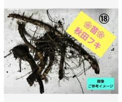 １８　秋田フキ　地下茎　◤苗◢　青森県産　ふき　蕗のサムネイル