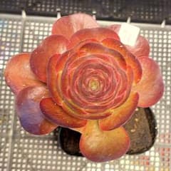 71#観葉植物アエオニウム❤️魅金のバラ❤️1大頭13cm拨き苗 - メルカリ