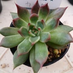 多肉植物　カナベのサムネイル