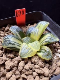 67A 多肉植物 ハオルチア 魔界実生錦糊斑 抜き苗発送 10月27日取下