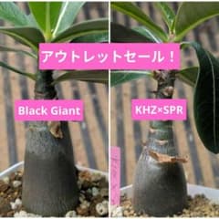 アエオニウム　9種セット　セール　メルカリ便発送 Oアデニウム2種セット メルカリ便 抜き苗 - メルカリ