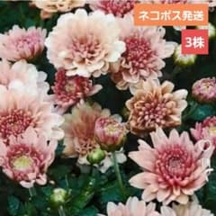 菊苗　ガーデンマム　スプレー菊 3苗のサムネイル