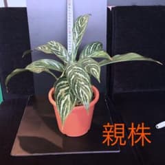 ②アグラオネマ ニティドゥム カーティシーのサムネイル
