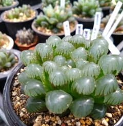 ハオルチア⭐ドドソン紫オブツーサ大型⭐抜き苗＋おまけハオルチア苗